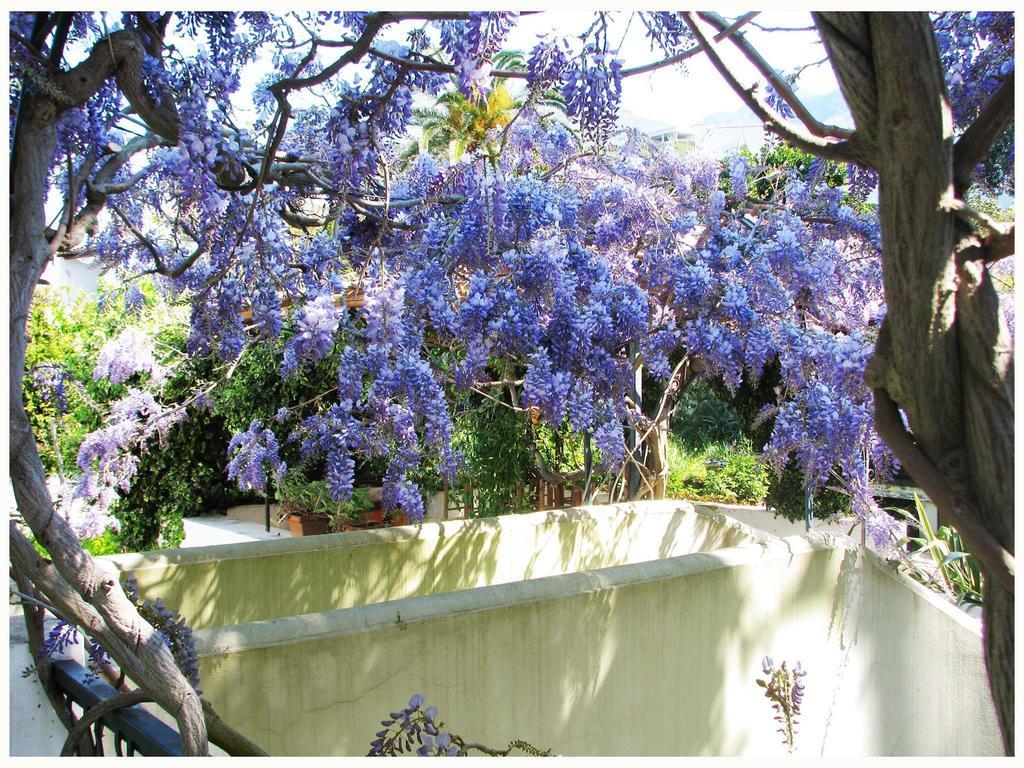 B&B La Salamandra Kitchengarden Forio di Ischia Dış mekan fotoğraf