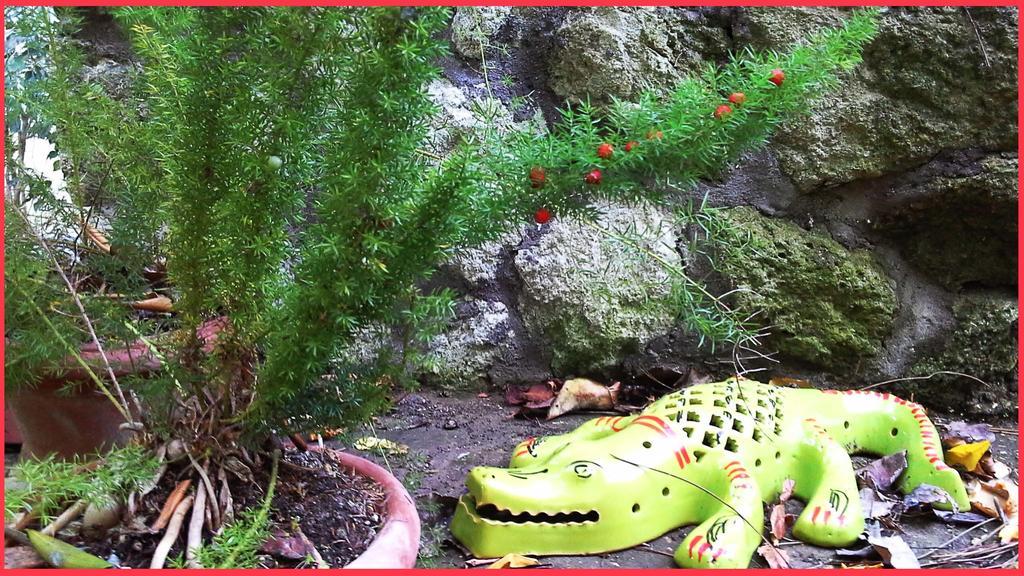 B&B La Salamandra Kitchengarden Forio di Ischia Dış mekan fotoğraf