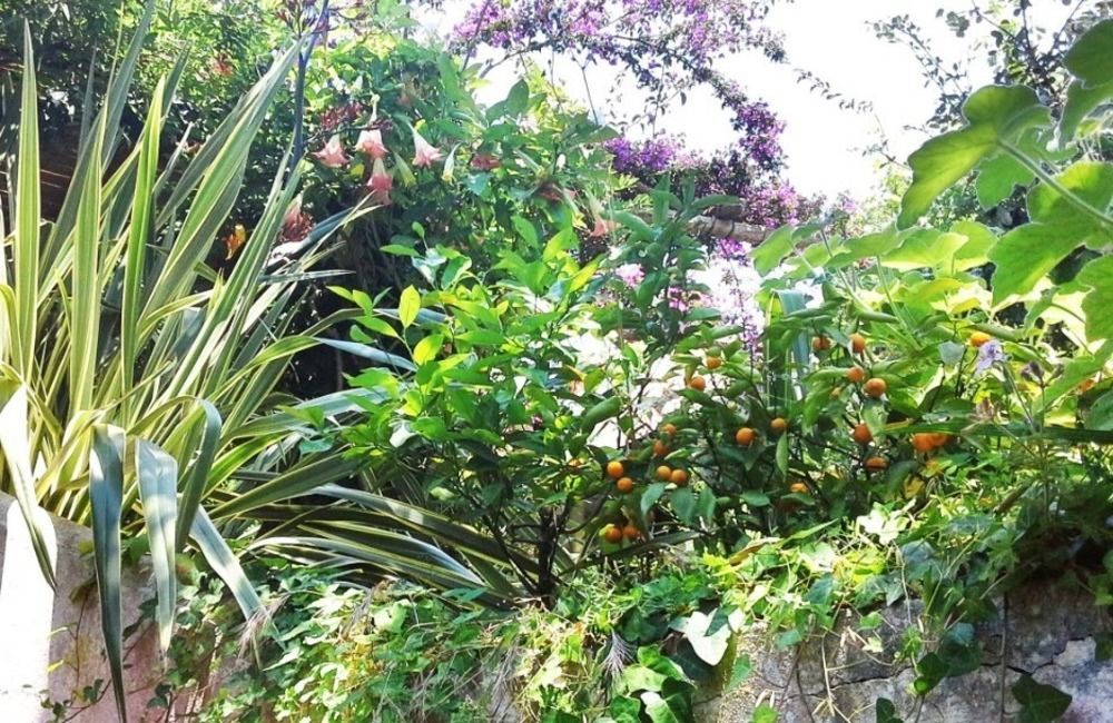 B&B La Salamandra Kitchengarden Forio di Ischia Dış mekan fotoğraf